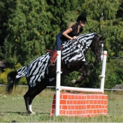 Couvre reins anti-mouches zebra Bucas 560