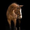 BRIDON MICKLEM STANDARD RAMBO HORSEWARE