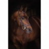 BRIDON SPECIAL  MICKLEM  DELUXE RAMBO HORSEWARE
