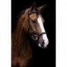 BRIDON SPECIAL  MICKLEM  DELUXE RAMBO HORSEWARE