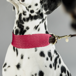 Collier pour chien Kentucky Jaquard