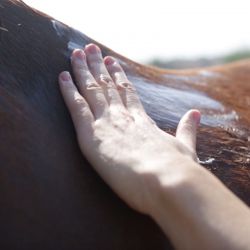 Kinesyl chevaux Ravene