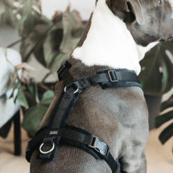 Harnais pour chien ajustable velvet chien actif