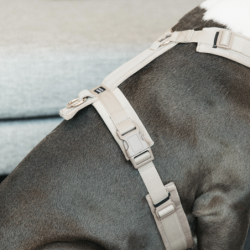 Harnais pour chien ajustable velvet chien actif