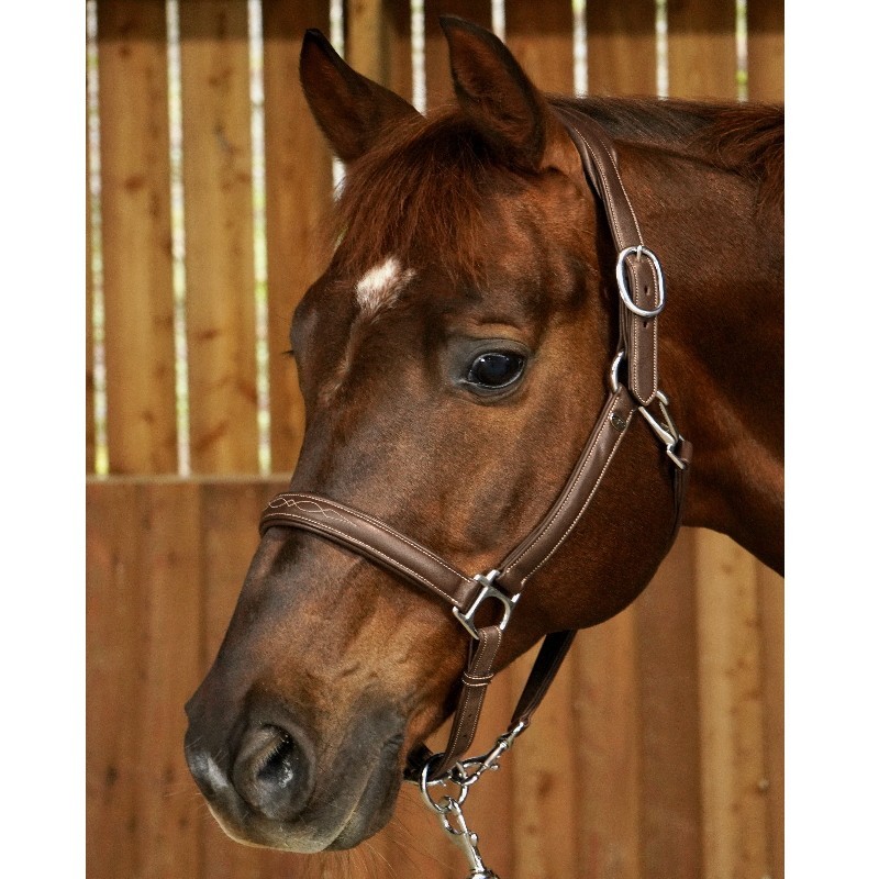 Licol cheval Dyon cuir transport & grooming Working Collection Licol cheval Dyon cuir transport & grooming Working Collection
