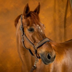 Licol cheval Dyon transport & grooming New English Collection Nubuck