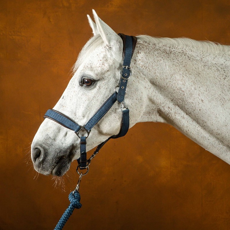 Licol cheval Dyon transport & grooming New English Collection Nubuck