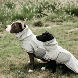 Manteau de pluie chien style trench Kentucky 