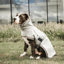 Manteau de pluie chien style trench Kentucky 