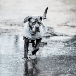 Manteau de pluie chien style trench Kentucky 