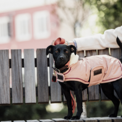 Manteau chien imperméable Kentucky dog