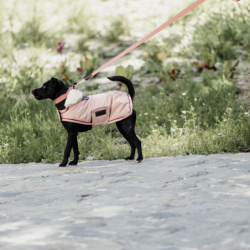 Manteau chien imperméable Kentucky dog