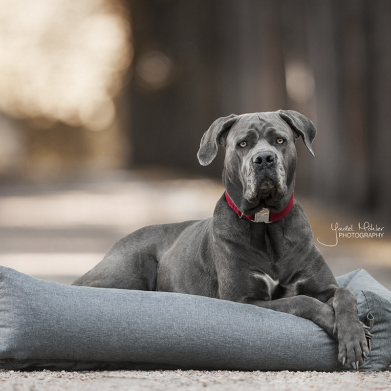 Panier pour chien Soft Sleep - Kentucky