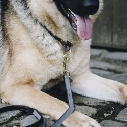 Collier pour chien Loop - Kentucky