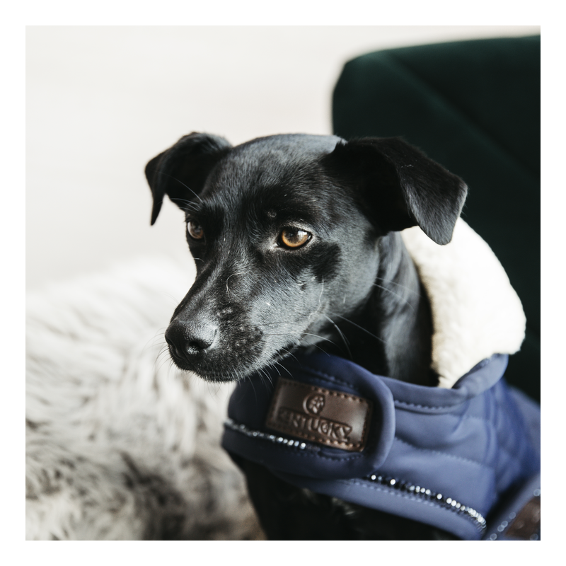 Manteau pour chien matelassé Pearls - Kentucky