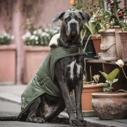 Manteau chien imperméable réfléchissant - Kentucky