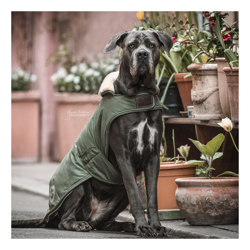 Pot de fleurs unique - Plantes d'extérieur conçues par des chiens