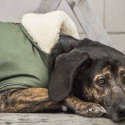 Manteau chien imperméable réfléchissant - Kentucky