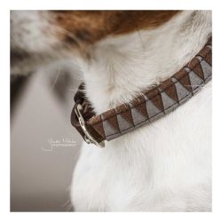 Collier chien triangle kentucky 42523