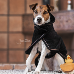 Manteau séchant serviette pour chien 