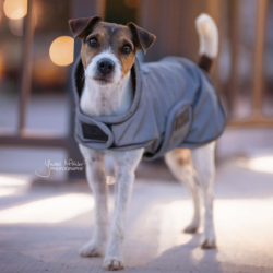 Manteau pour chien réfléchissant imperméable mi-saison Kentucky 