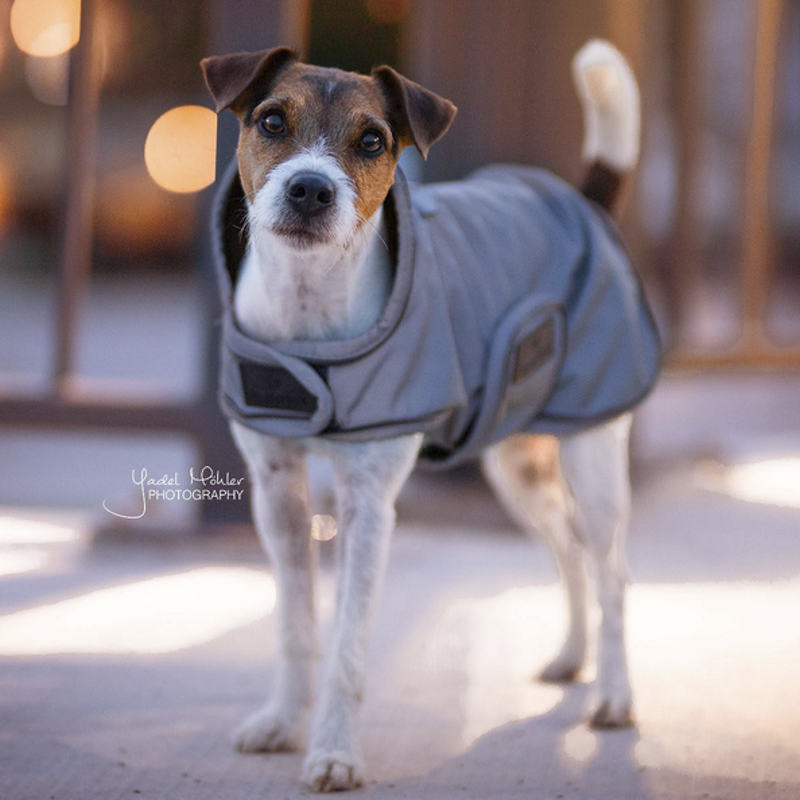 Manteau pour chien réfléchissant imperméable mi-saison Kentucky Manteau pour chien réfléchissant imperméable mi-saison Kentucky
