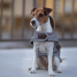 Manteau pour chien réfléchissant imperméable mi-saison Kentucky 