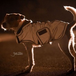 Manteau pour chien réfléchissant imperméable mi-saison Kentucky 
