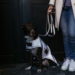 Manteau pour chien réfléchissant imperméable mi-saison Kentucky 