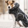 MANTEAU CHIEN FOURRURE  KENTUCKY 52122