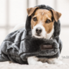 MANTEAU CHIEN FOURRURE  KENTUCKY 52122