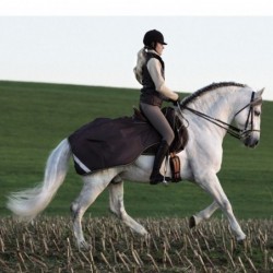 Couvre reine Amigo Competition Horseware 