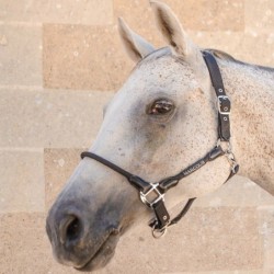 Licol Harcour Honey - Mon Cheval