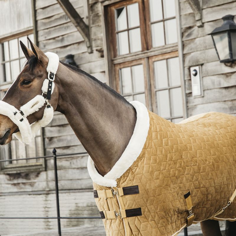 Couverture présentation cheval Velvet Kentucky 160 - Licol Velvet Offert Couverture présentation cheval Velvet Kentucky 160 - Licol Velvet Offert