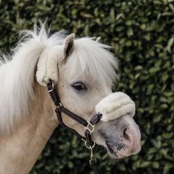 Leather Halter Sheepskin licol cuir et mouton poneys Kentucky