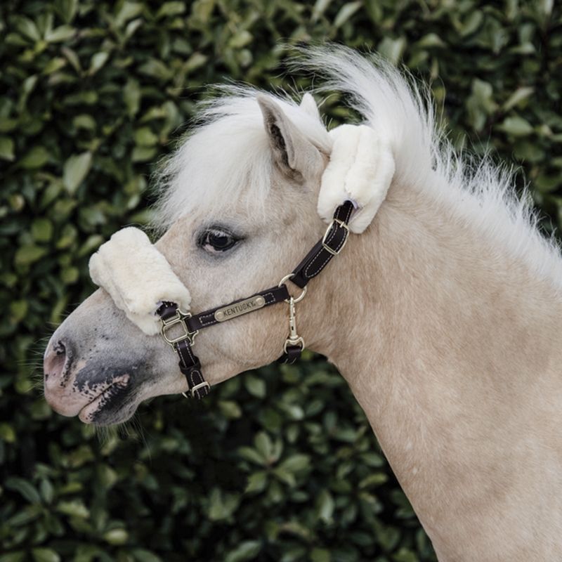 Leather Halter Sheepskin licol cuir et mouton poneys Kentucky