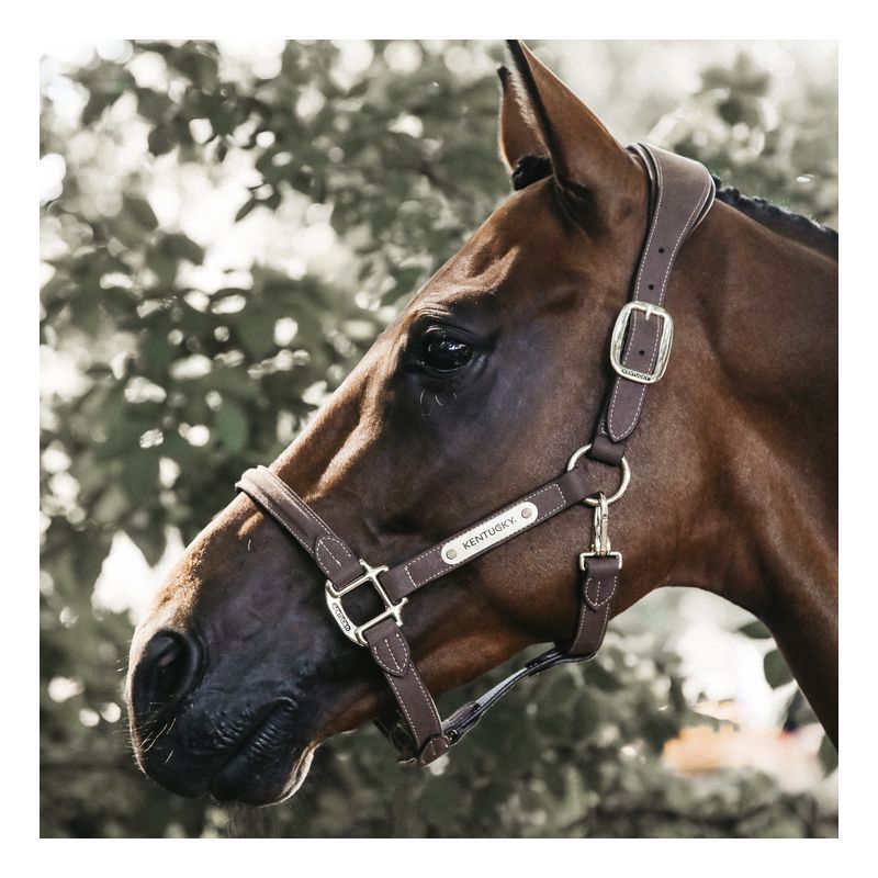 Anatomic Suede Halter licol anatomique en daim chevaux Kentucky Anatomic Suede Halter licol anatomique en daim chevaux Kentucky