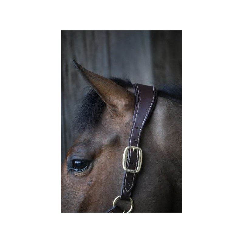 Anatomic Leather Halter licol anatomique chevaux Kentucky