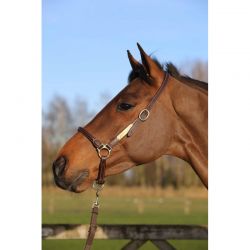 Leather Grooming Halter licol de pansage chevaux Kentucky