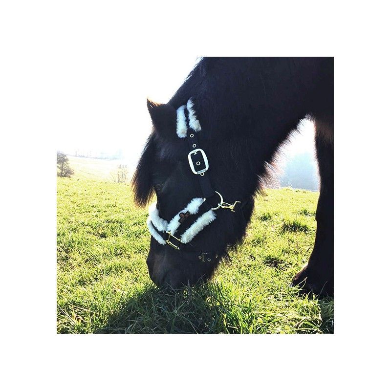 Nylon Sheepskin Halter licol en nylon et mouton chevaux Kentucky Nylon Sheepskin Halter licol en nylon et mouton chevaux Kentucky