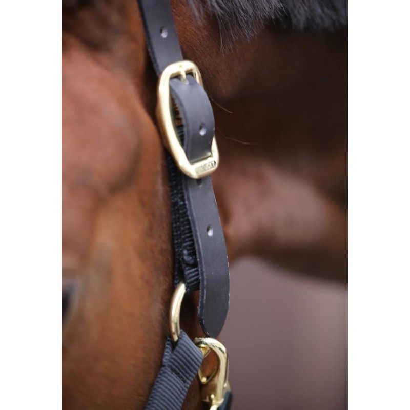Control Halter licol contrôle en nylon chevaux Kentucky Control Halter licol contrôle en nylon chevaux Kentucky