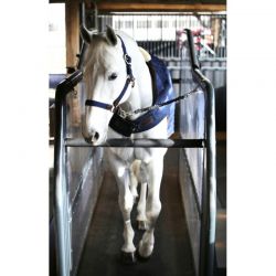 Marcheur chevaux 2025 prix