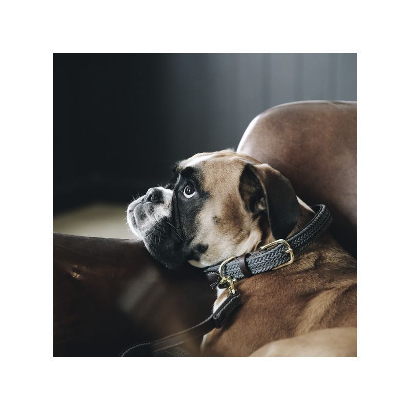 Plaited Nylon Dog Collar collier nylon tressé chien Kentucky Plaited Nylon Dog Collar collier nylon tressé chien Kentucky