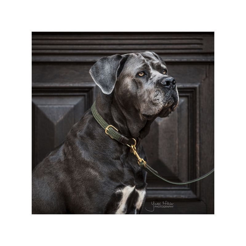 Plaited Nylon Dog Collar collier nylon tressé chien Kentucky