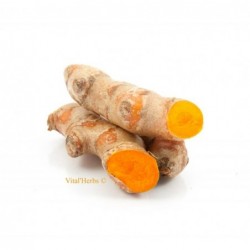 Curcuma 100 % racine granulés Vital Herbs