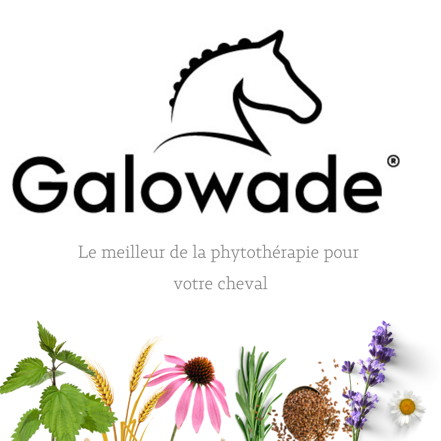 GALOWADE- Mon Cheval
