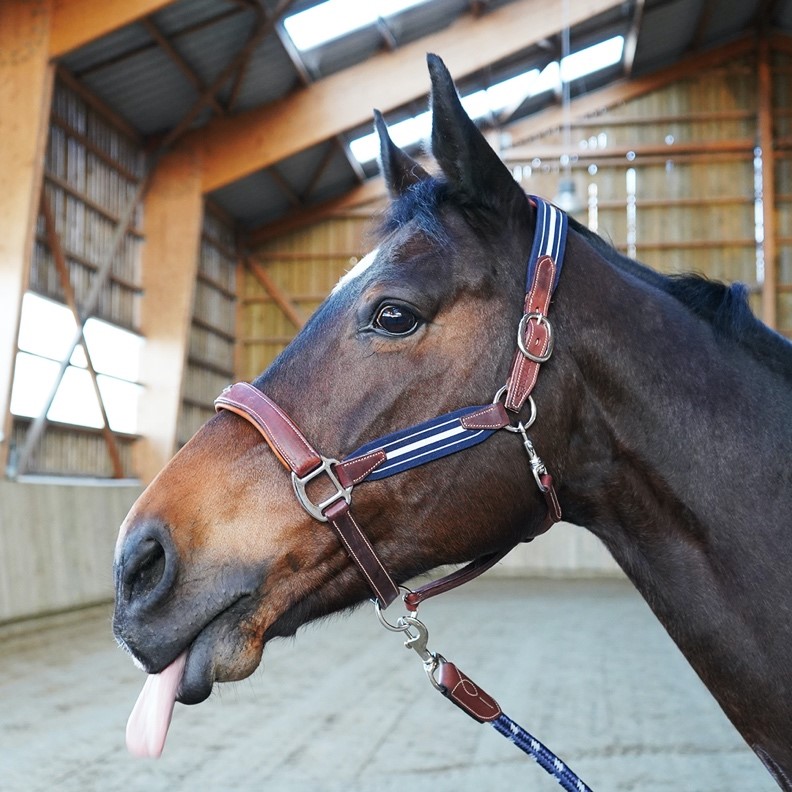 Longe Signature Antarès - Mon Cheval